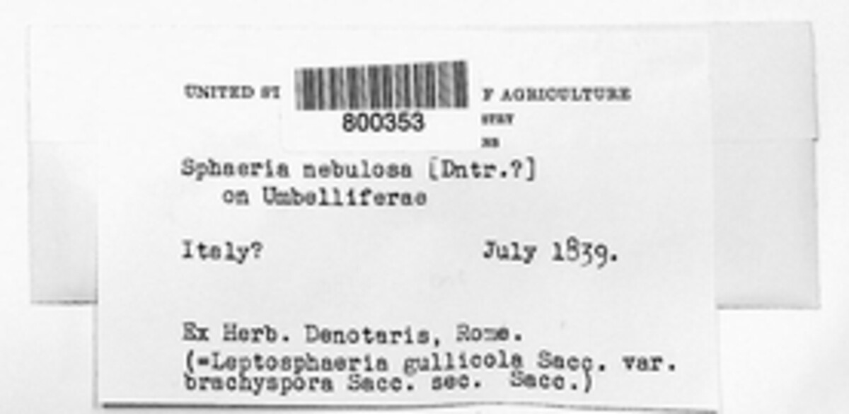 Phomatodes nebulosa image